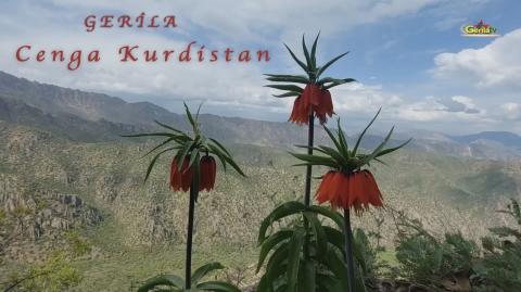 Cenga Kurdistan